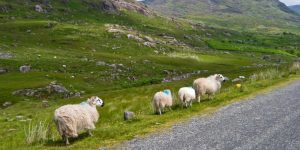Four fluffy sheep walk in a single-file line along the grassy shoulder of a paved road next to a vast green hillside.
