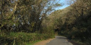 A narrow asphalt road curves gently ahead through a dense, shady forest with tall overhanging trees.