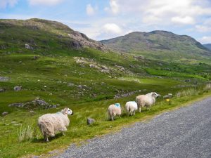 Driving In Ireland - Sheep on the road