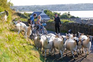 Driving In Ireland - Dog-Herding-Sheep