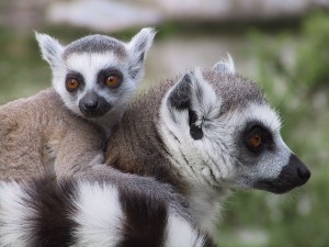 Fota Wildlife Park, Cork