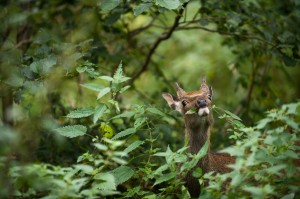 Killarney National Park Deer