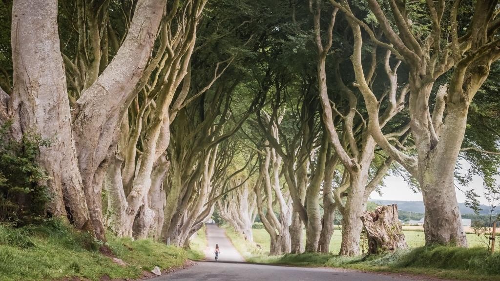 The Dark Hedges, County Antrim 