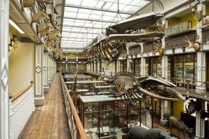 Things to do in Dublin -Natural History Museum