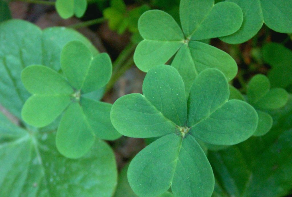 st patrick's day in ireland traditions 