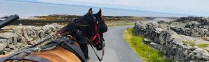 Inis-Oirr-horse