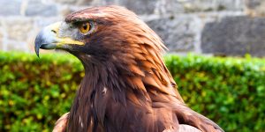 Golden Eagle