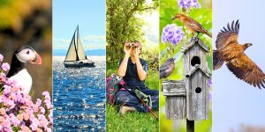 Birds and a birdwatcher