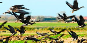 Wildfowl flying