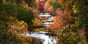 Colourful leafs around a stream