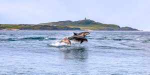 Dolphins jumping over water