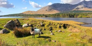 Sheep in fields