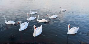 Gathering of swans