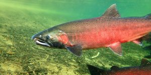 Salmon swimming