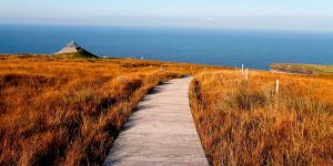 Pathway through Mayo fields
