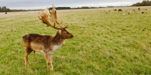 Deer in park