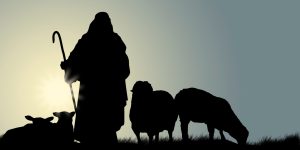 Shepherd