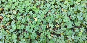 Bush of green shamrocks