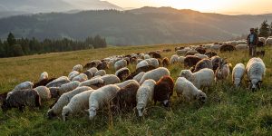 Shepherd